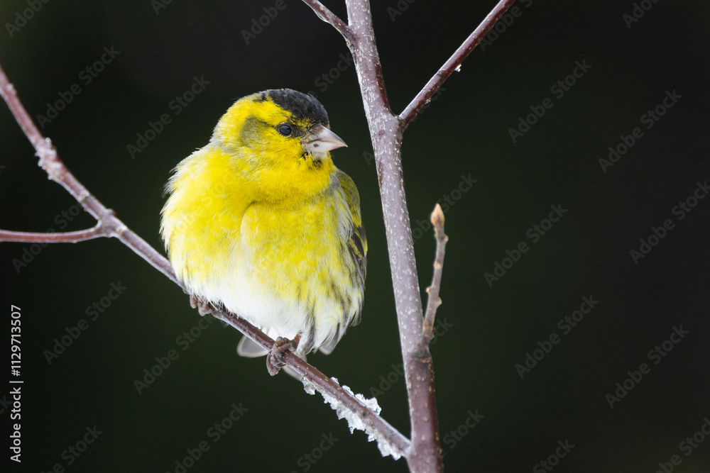 Obraz premium Closeup of a small Eurasian siskin perching on a small twig on a spring day in Estonia, Northern Europe