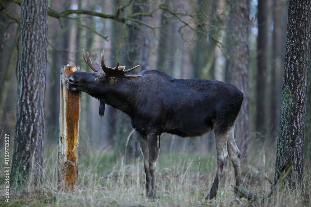 Fototapeta premium Łoś (Alces alces) moose