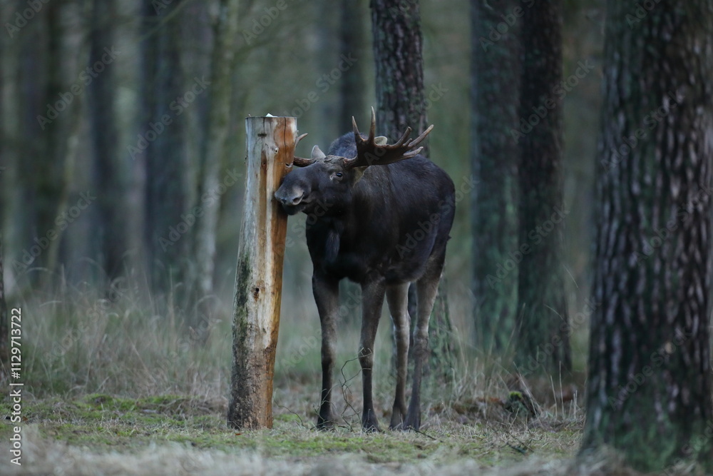 Fototapeta premium Łoś (Alces alces) moose