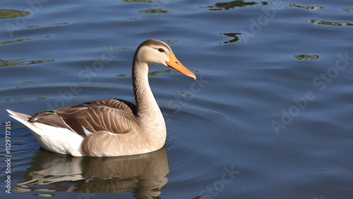 cuisses de canard photo