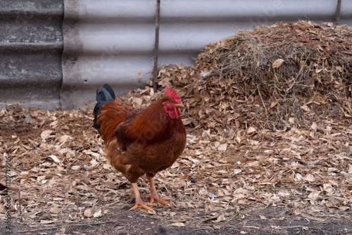 A beautiful, big rooster in the village. Close-up of a brown rooster in a field.