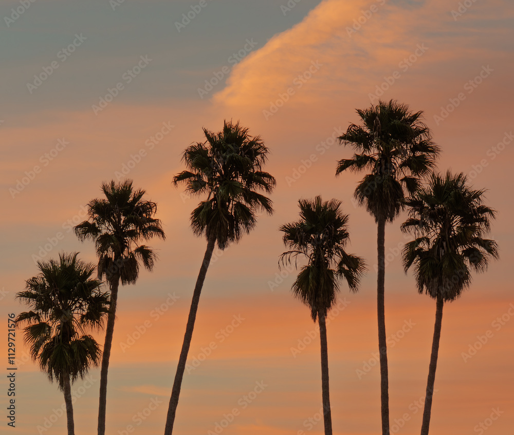 Obraz premium Sunset with palm tree silhouette