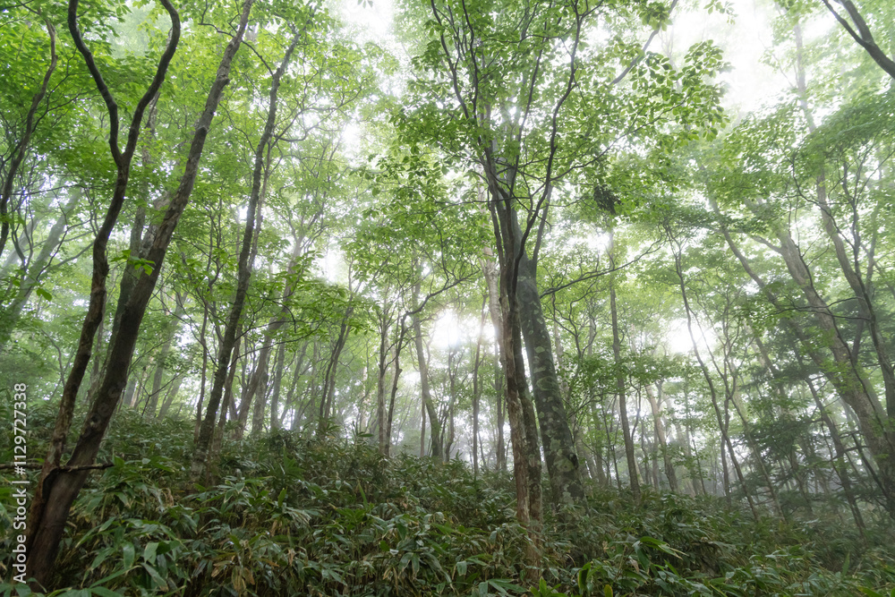 Obraz premium 霧の森の中を歩く 