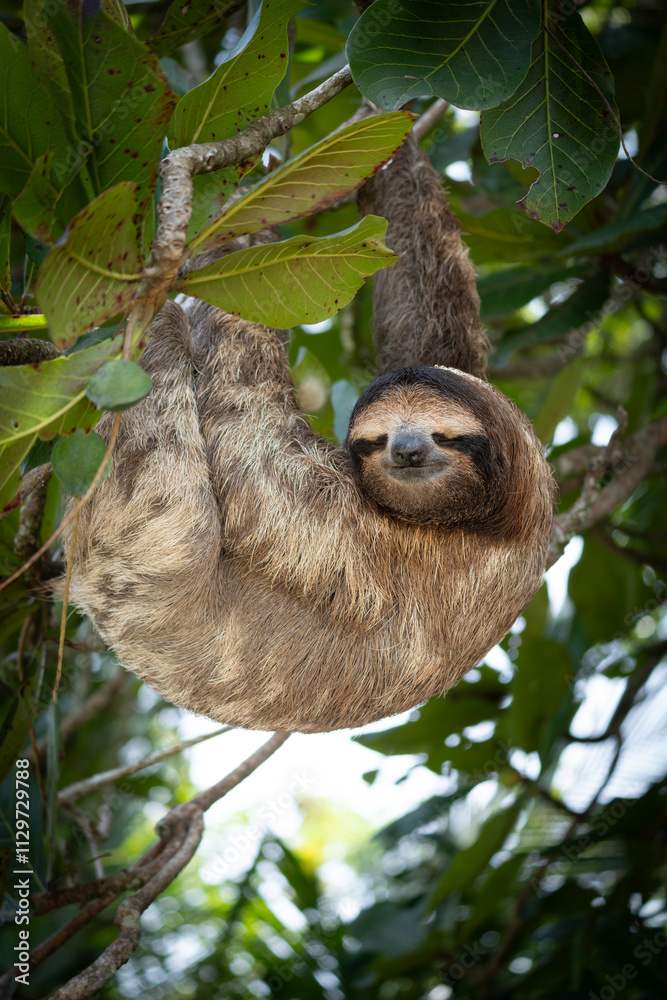 Obraz premium sloth sleeping on a tree