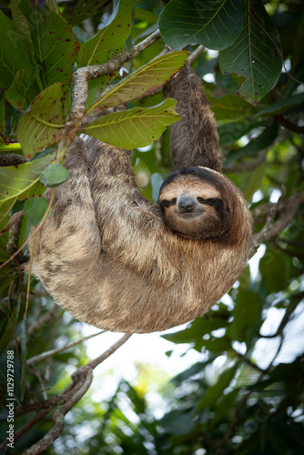 sloth sleeping on a tree