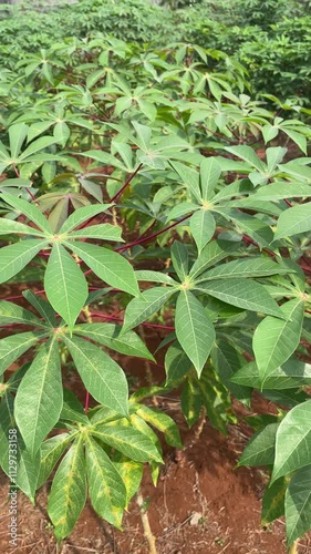 cassava garden leaves during the day with a blue sky background