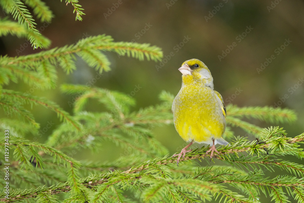 Vibrant male European greenfinch standing on a Spruce branch in a boreal forest in Estonia Vibrant male European greenfinch standing on a Spruce branch in a boreal forest in Estonia