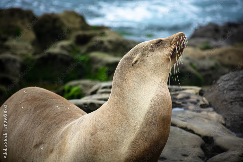 Fototapeta premium state sea lion