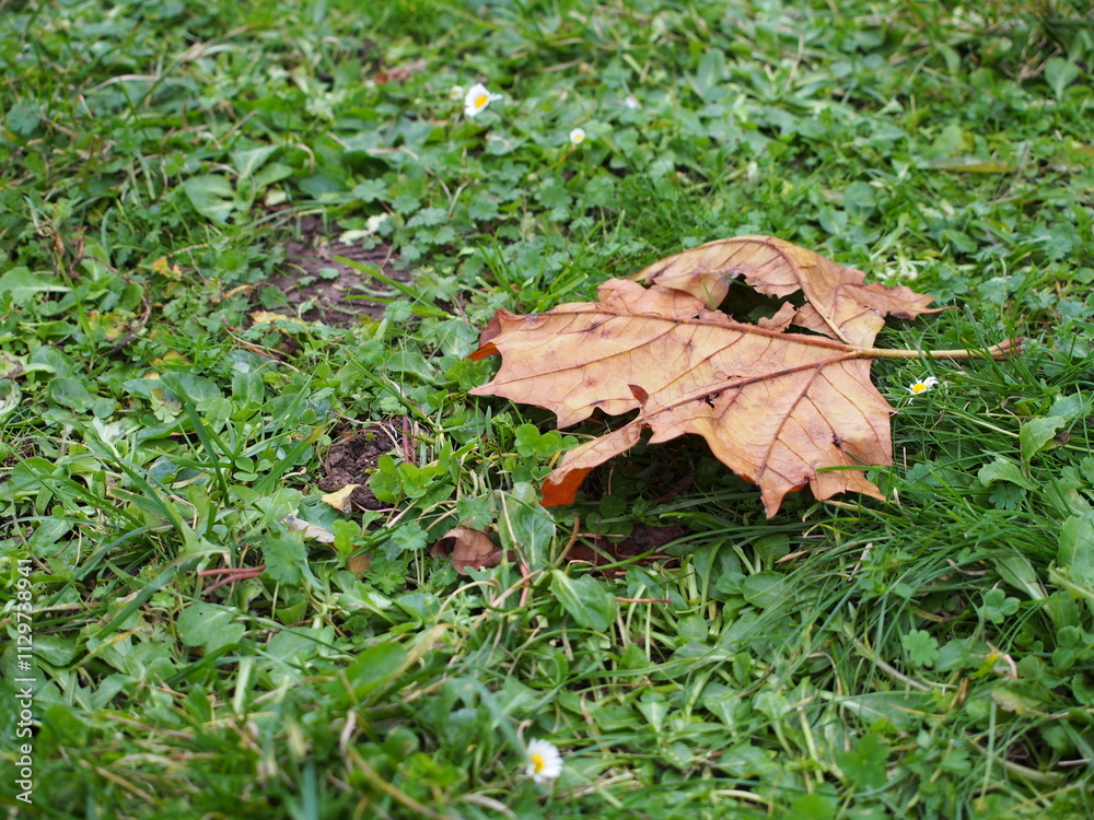 Dry leaf on a meadow Dry leaf on a meadow