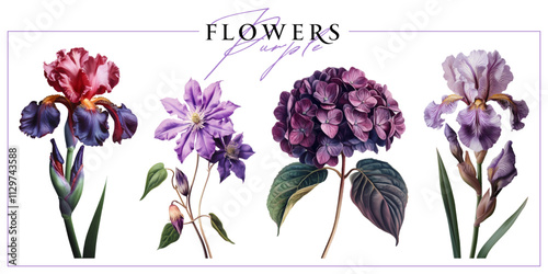 Purple garden flowers isolated on a white background. Vintage painting style illustration.