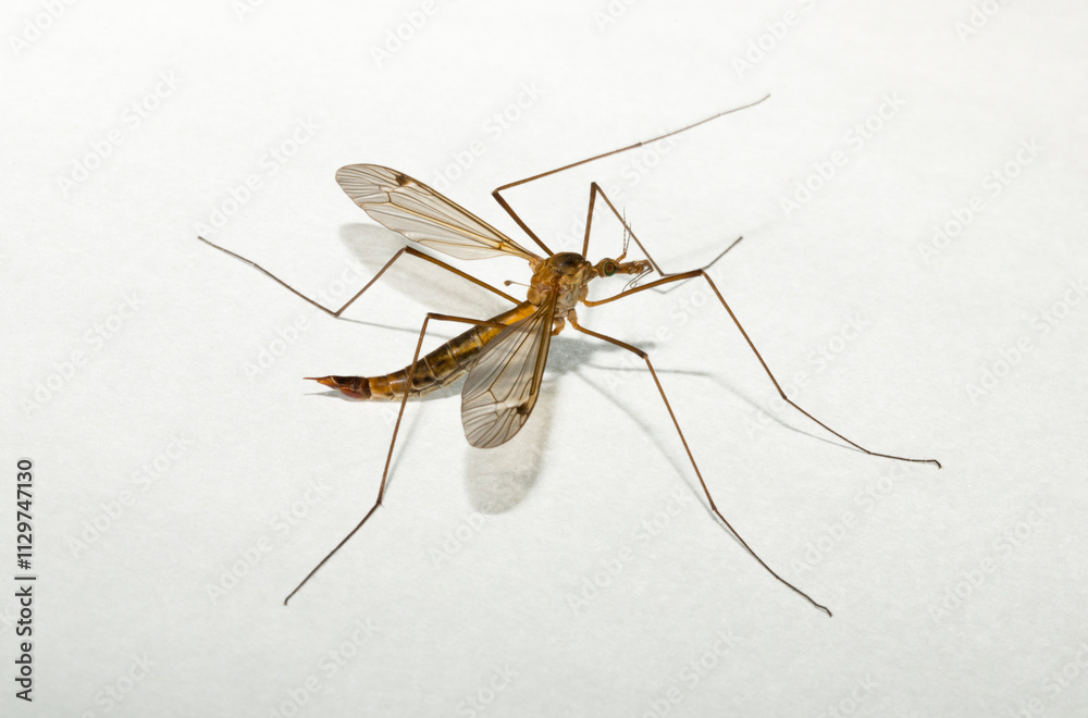 Tipulidae is a family of large crane flies in the order Diptera. Tipula luteipennis Tipulidae is a family of large crane flies in the order Diptera. Tipula luteipennis