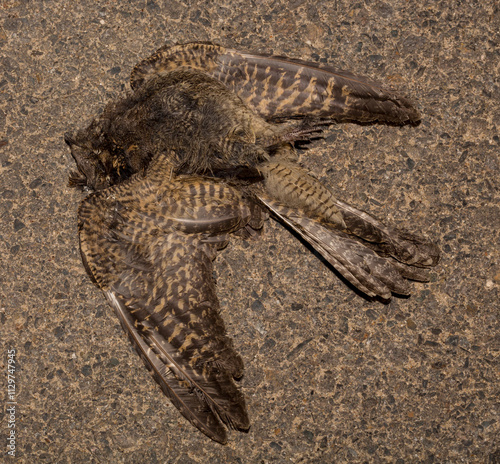 The common cuckoo, European, Eurasian (Cuculus canorus) is a member of the cuckoo order of birds, Cuculiformes. Juvenile bird - female. Dead bird. Death from the car. photo