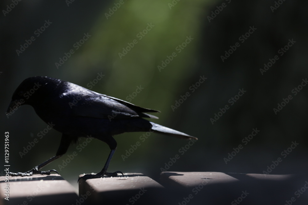 Fototapeta premium Tordo en el Bosque