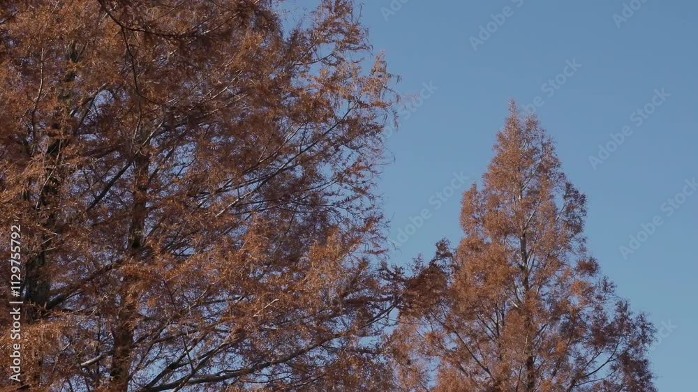 Chiba,Japan - December 11, 2024: Metasequoia or dawn Redwood trees Under winter blue sky Chiba,Japan - December 11, 2024: Metasequoia or dawn Redwood trees Under winter blue sky