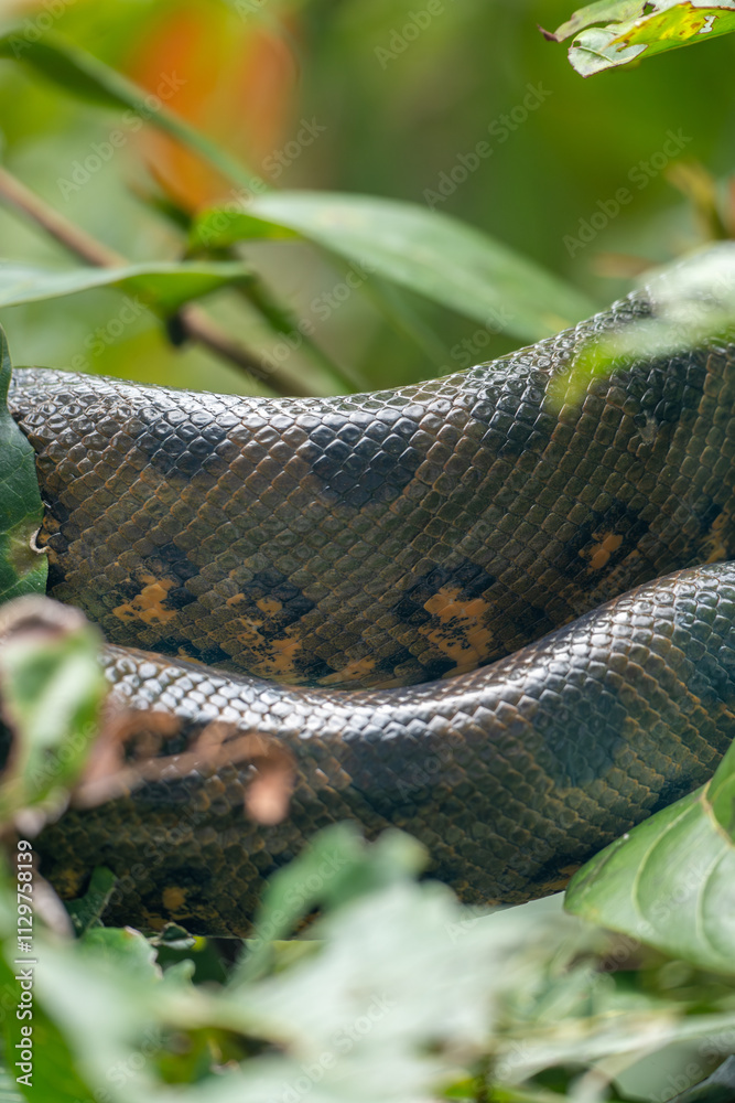 anaconda snake patterns anaconda snake patterns