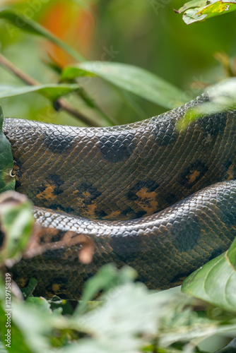 anaconda snake patterns