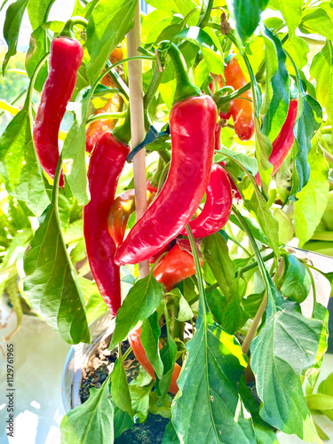 Red Chili peppers growing on the plant, ripe and ready for harvesting
