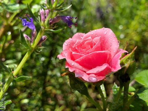 Sweet scented pink rose in an English country garden with morning dew on it's petals