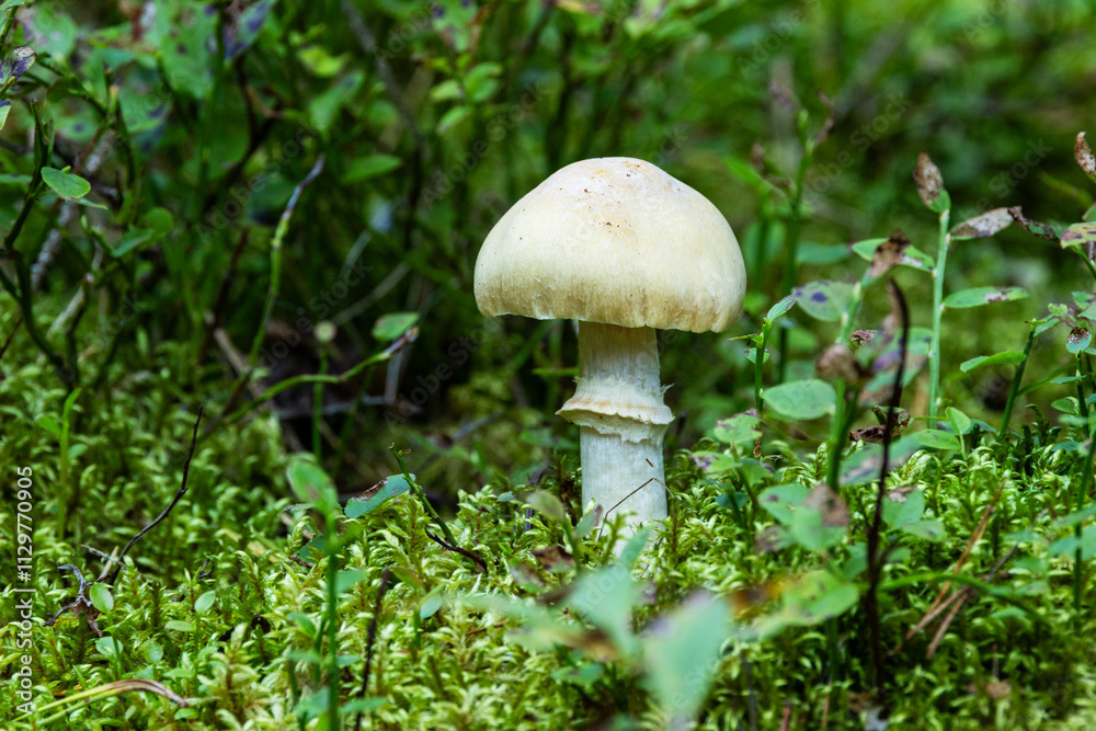 Fruiting body of an edible Cortinarius caperatus mushroom, growing in a late summer forest in Estonia, Northern Europe Fruiting body of an edible Cortinarius caperatus mushroom, growing in a late summer forest in Estonia, Northern Europe