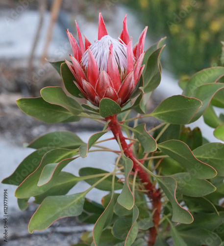 Protea Little Prince photo