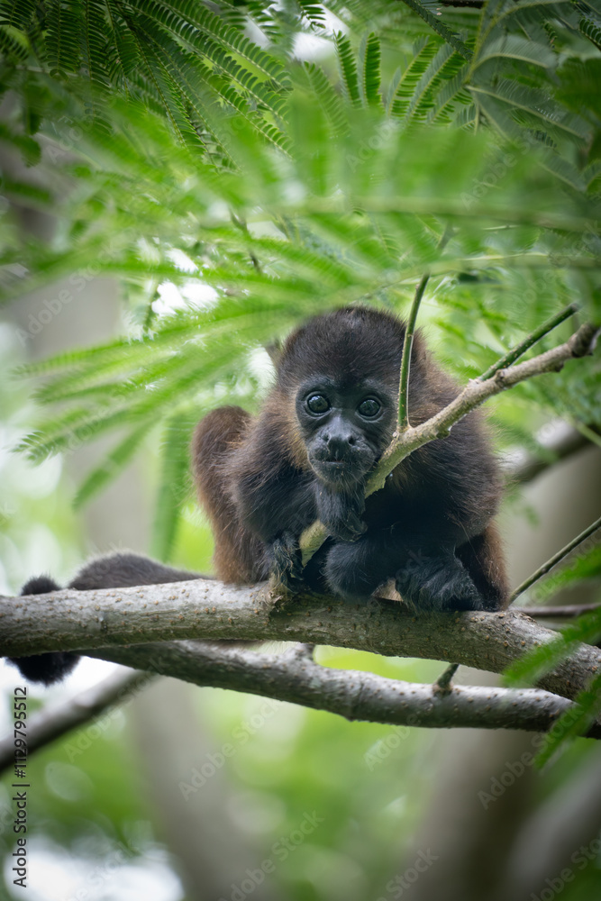 little monkey watching the photographer little monkey watching the photographer