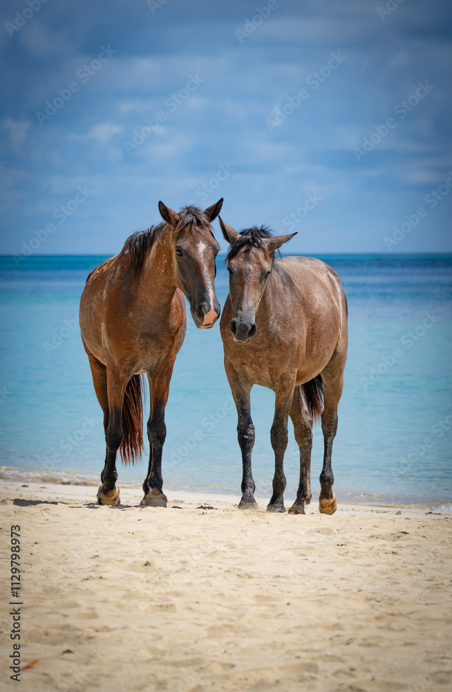 horses on the beach horses on the beach