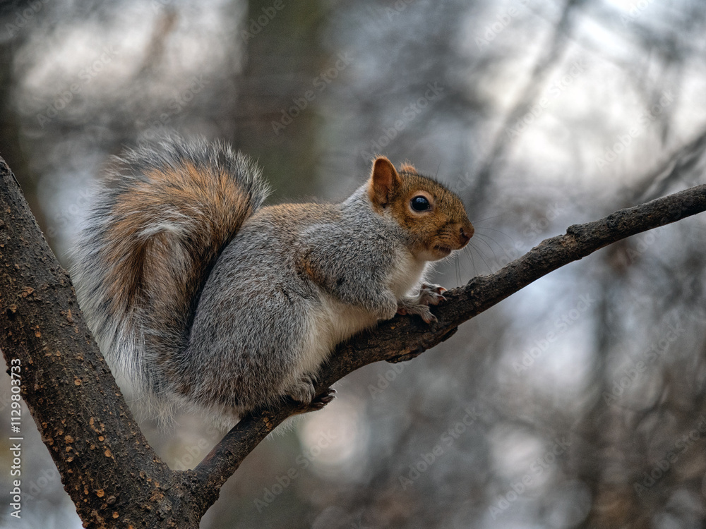 eastern gray squirrel,Sciurus carolinensis, eastern gray squirrel,Sciurus carolinensis,