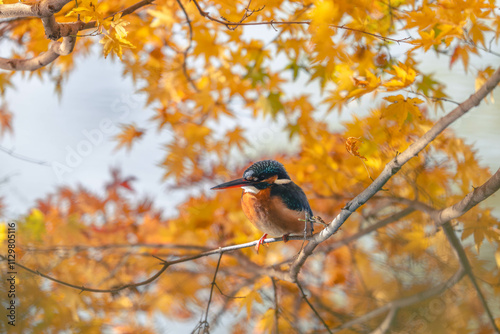 Autumn leaves and kingfishers photo