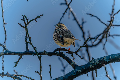 Black-faced