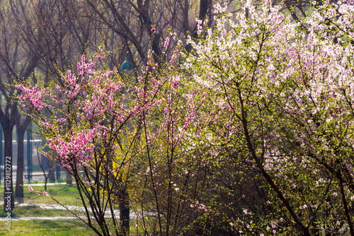 The scene of plants blooming with flowers in spring, with beautiful yellow and red spring flowers competing to bloom