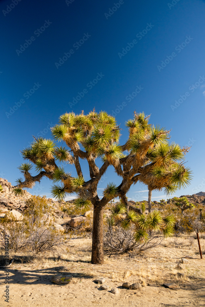 Large Joshua Tree Against Blue Sky Large Joshua Tree Against Blue Sky