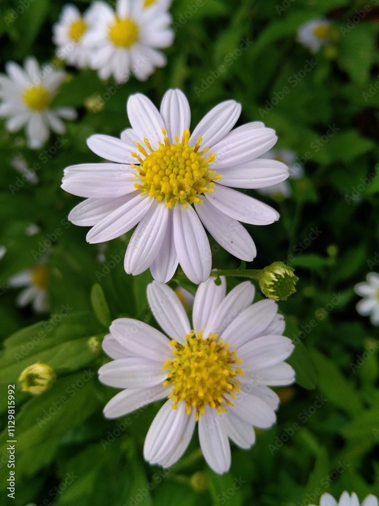 Fototapeta premium daisy flower