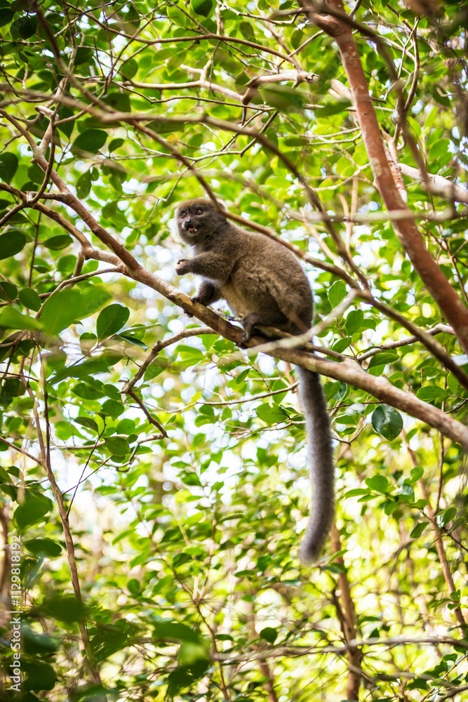 Bamboo Lemur Perched on Branch Among Green Leaves Bamboo Lemur Perched on Branch Among Green Leaves