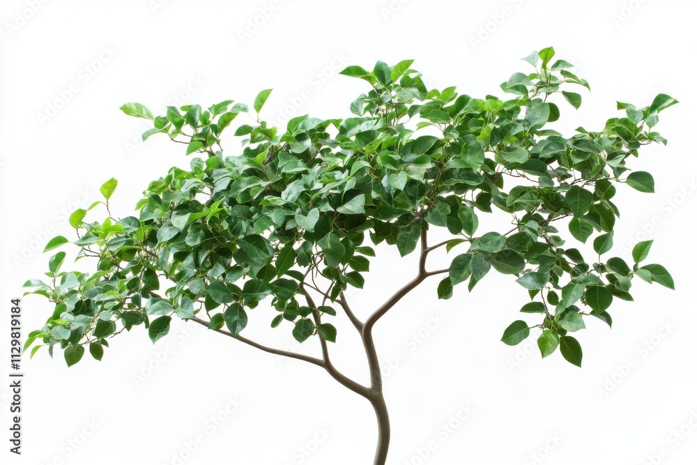 Vibrant Green Tree Branch Isolated on White Background Lush Foliage Detailed Natural Photography