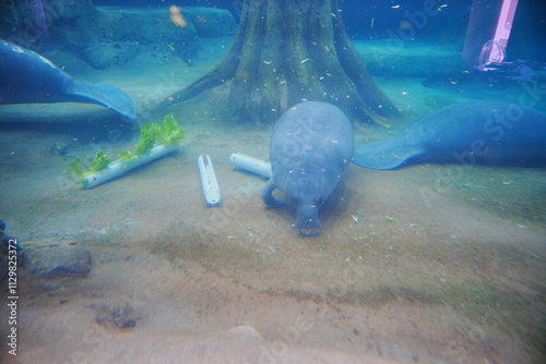 Manatee eat delicious lettuce under water photo