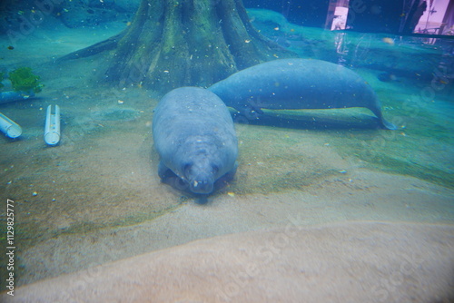 Manatee eat delicious lettuce under water