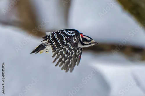 Downy Woodpecker flying