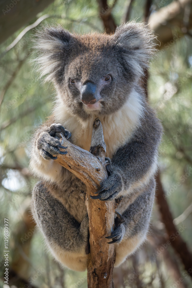 Obraz premium koala in tree