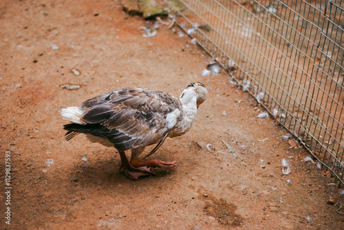 Duck in the farm. Close up of a duck standing on the ground. photo