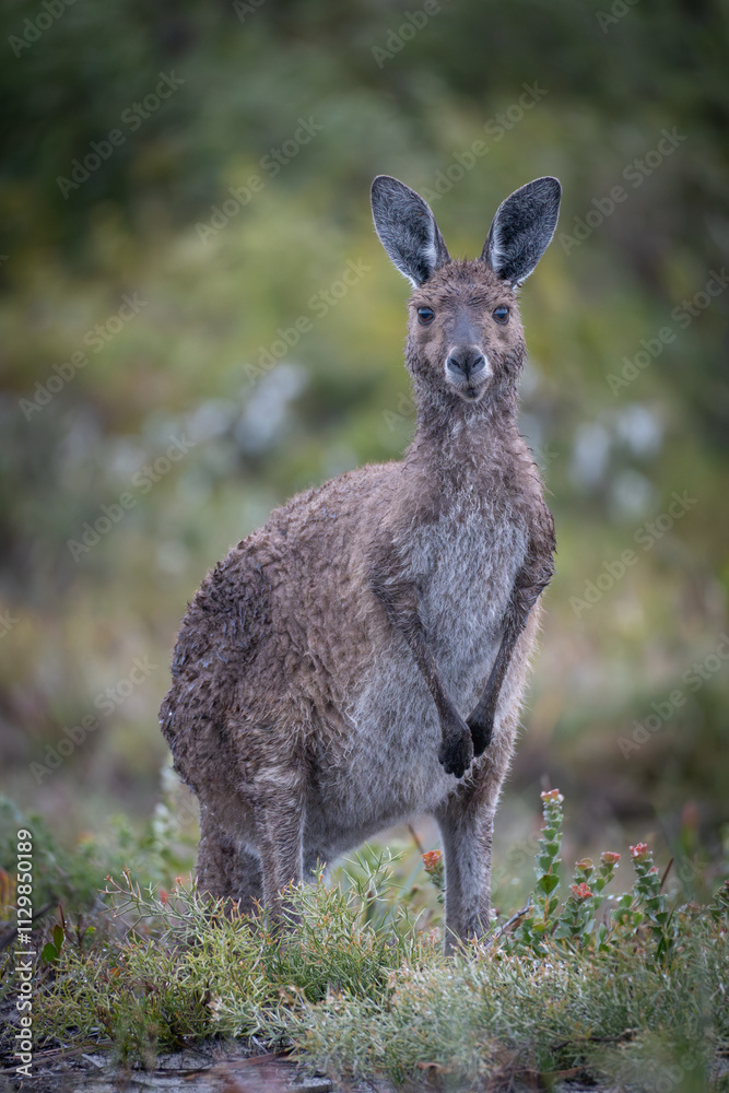 Kangaroo in Western Australia Kangaroo in Western Australia