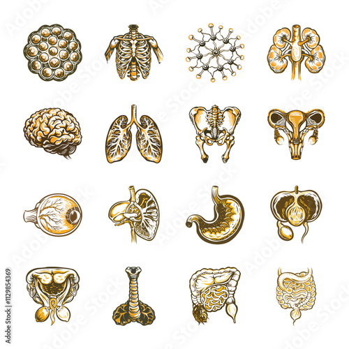 Set of 16 Anatomy Vintage Illustrations 

