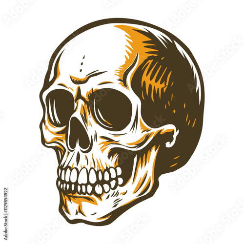 Human skull vintage style illustration