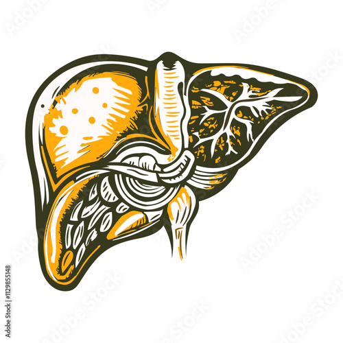 Human liver illustration in vintage style