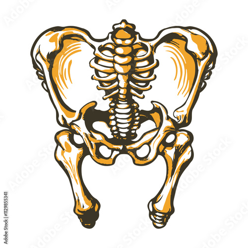 A vintage illustration of pelvis bones
