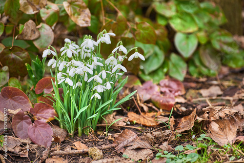 Flowers, outdoor and garden with autumn, growth and plants, blossom and bunch of flora in nature. Green, petal and park with grass, leaf and natural environment with bud, backyard and white snowdrop photo