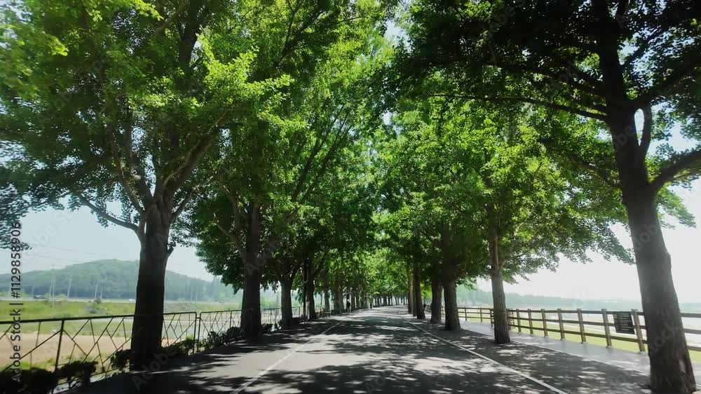Korea's Ginkgo Tree Path, Wind Passes Through the Trees Korea's Ginkgo Tree Path, Wind Passes Through the Trees