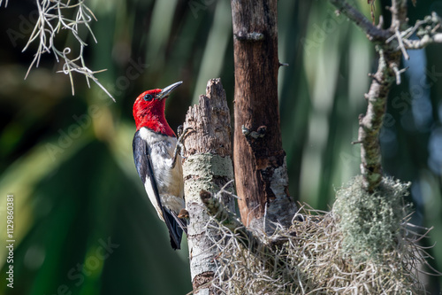 red woodpecker on a tree