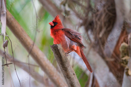 cardinal on a branch