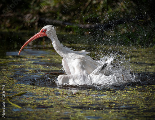 White Ibis Bathing