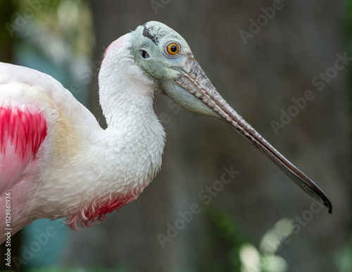 Spoonbill Close up
